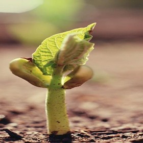 INFORMATION RESEARCH: Standard 9: BCS-CA1-9.